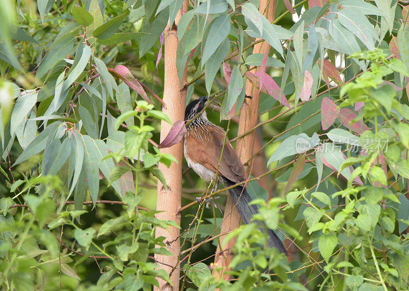 White-browed Coucal